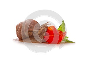 Snail