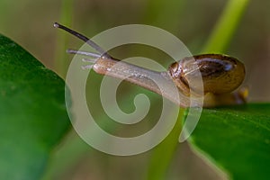 Snail