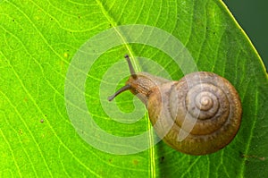 Snail