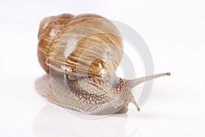 Snail