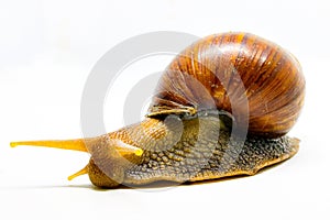 Snail