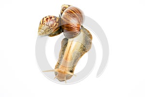 Snail