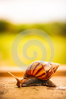 A Snail