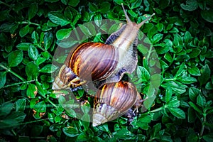 Snail