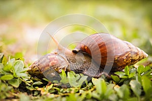 SNAIL