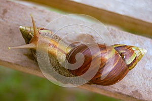 Snail