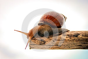 Snail