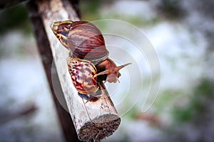 Snail