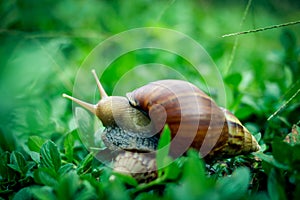 Snail