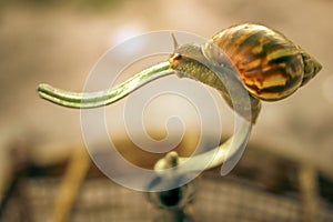 Snail