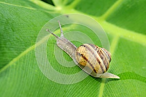 Snail