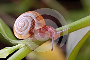 A snail