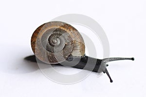 Snail