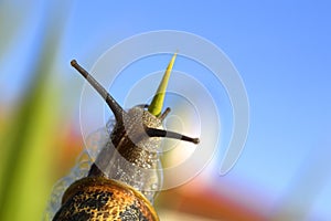 Snail