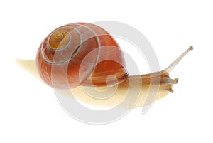 Snail