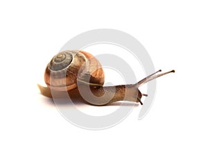 Snail