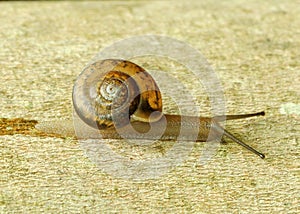 Snail