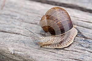 Snail