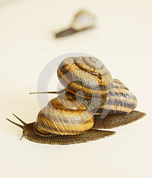 Snail