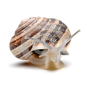 Snail