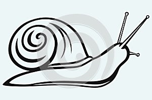 Snail