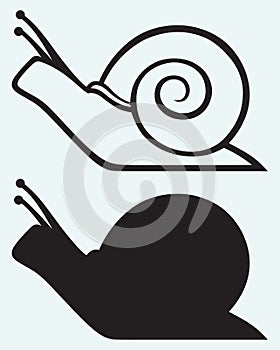 Snail