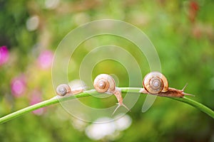 Snail