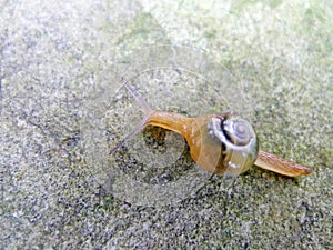 A snail