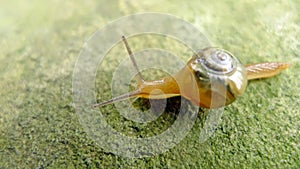 A snail