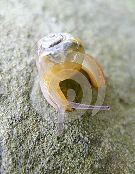 A snail