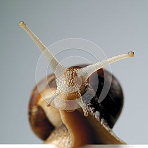 Snail