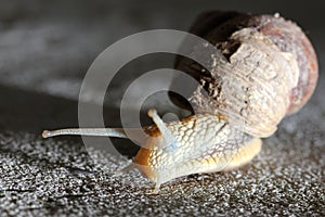 Snail