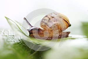 Snail