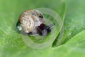 Snail