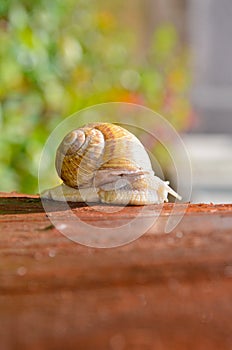 Snail