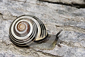 Snail