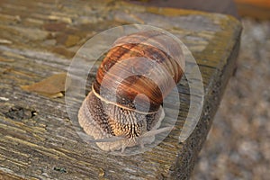 Snail