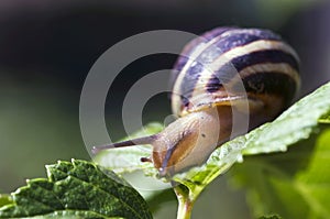 Snail