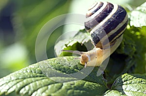 Snail