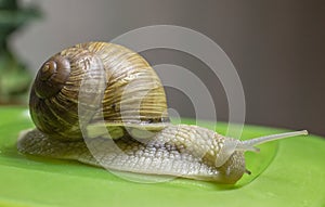 Snail