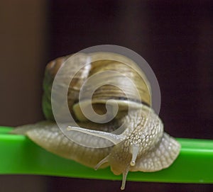 Snail