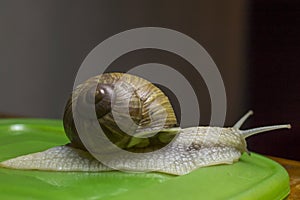 Snail