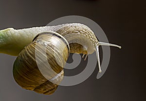 Snail