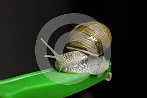 Snail