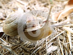 Snail