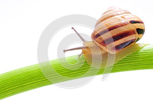 Snail