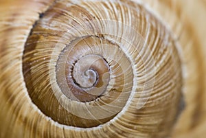 Snail