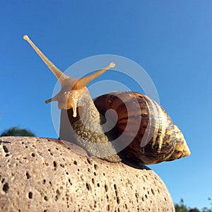 Snail