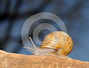 Snail