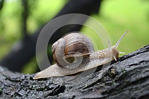 Snail